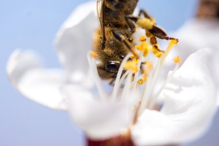 Bee biology summer