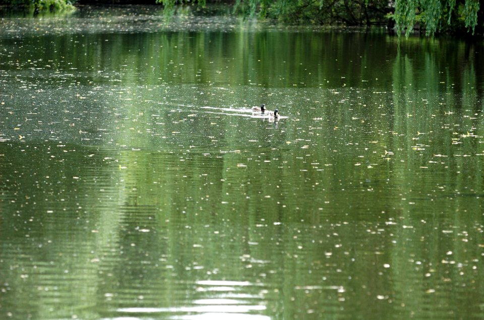 Broad-Colney-Lakes-20050621-005