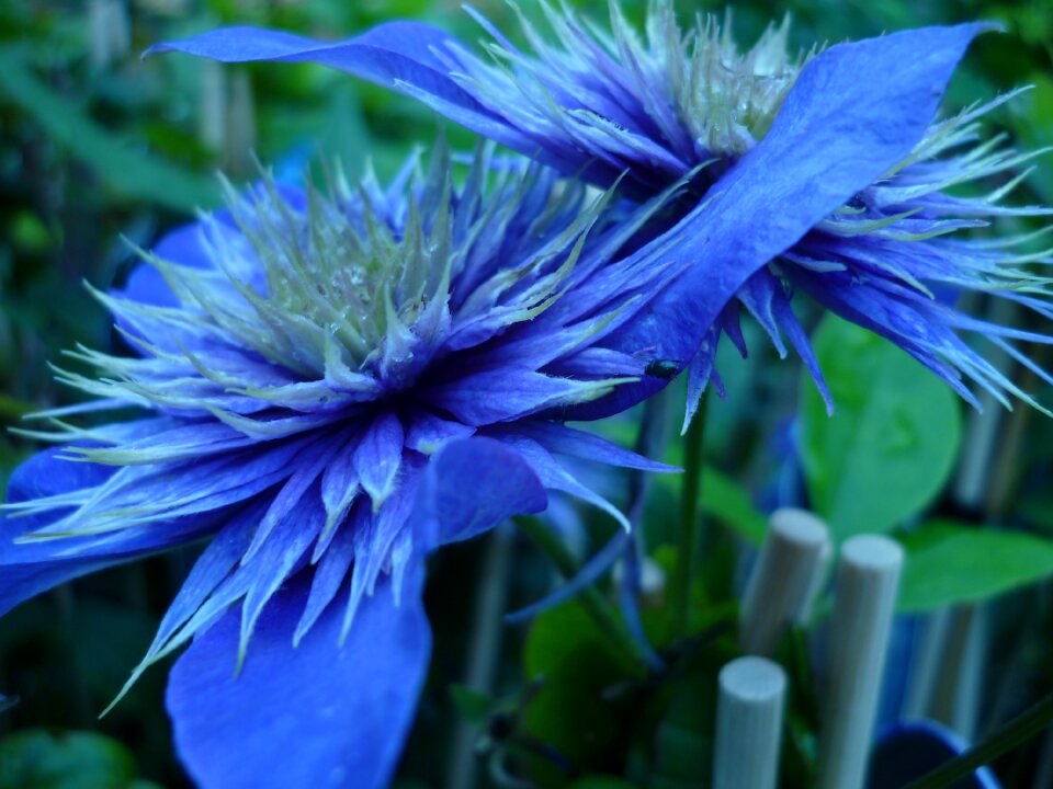 Blue flowers nursery