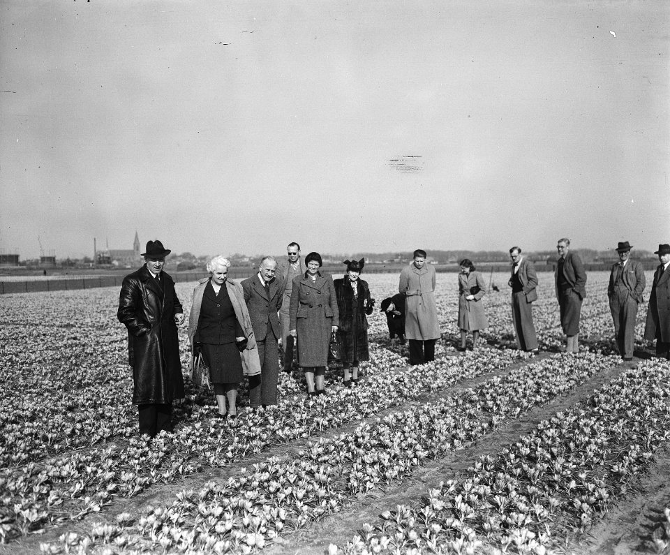 Bloeiende narcissen, Bestanddeelnr 902-1084
