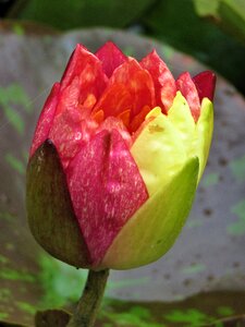 Closed flower pond flower fish pond