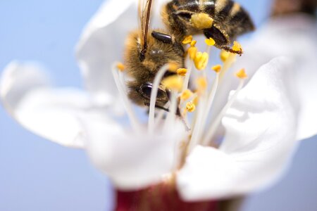 Nature pollen biology photo