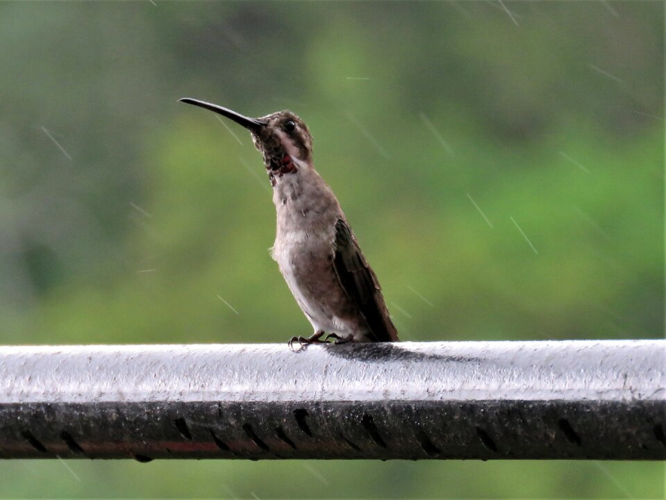 Humming bird rain tropical bird