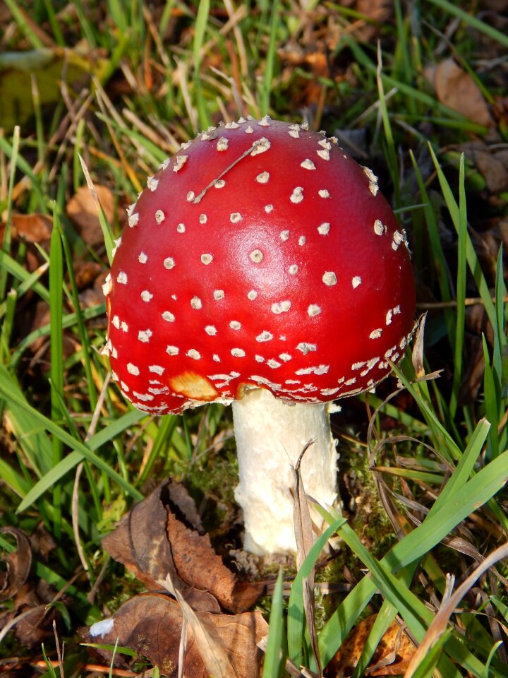 Toxic red fly agaric mushroom nature