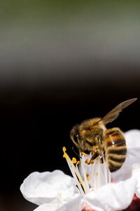 Flower pollen honey photo