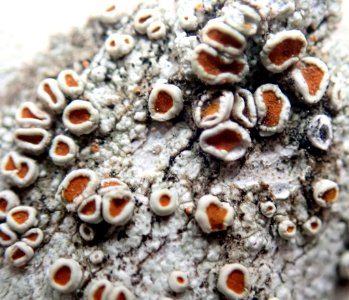 Brigantiaea chrysosticta 66761500