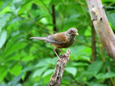 Tropical bird bird on branch birding