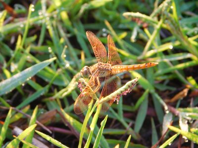 Flying inset grass