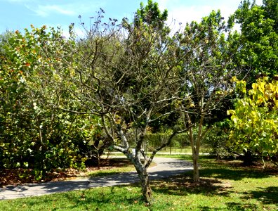 Bixa orellana - Fruit and Spice Park - Homestead, Florida - DSC08969