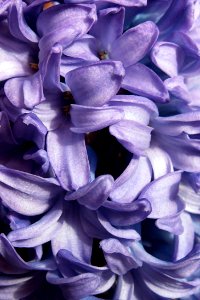 Blue Hyacinth, Phipps Conservatory, 2015-03-30