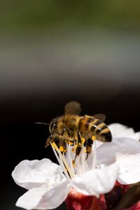 Close up background bee photo