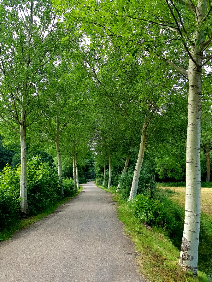 Bochtdijk haarzuilens