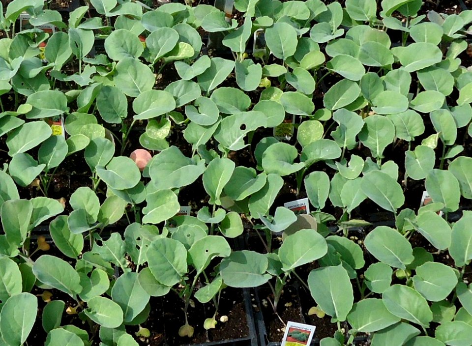 Broccoli plants growing in New Jersey in April