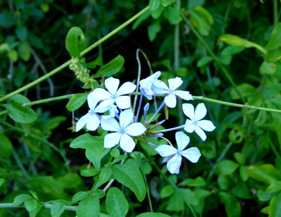 Blue flower in Montjuic