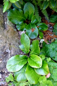 Bergenia emeiensis - UBC Botanical Garden - Vancouver, Canada - DSC07716