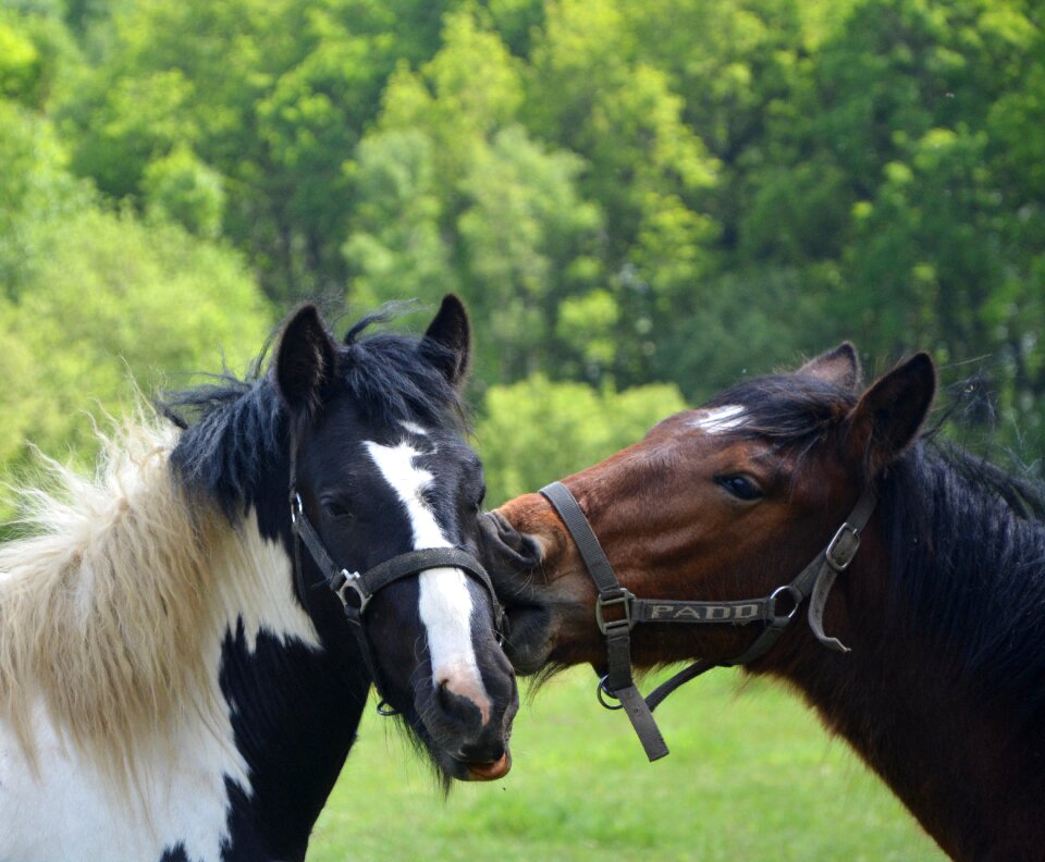 Heads kiss horse horse