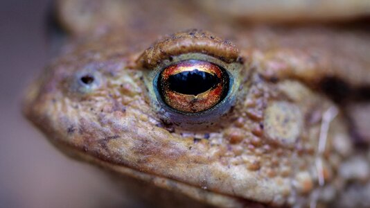 Frog eye small