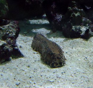 Bermuda (UK) photos number 15 aquarium scene