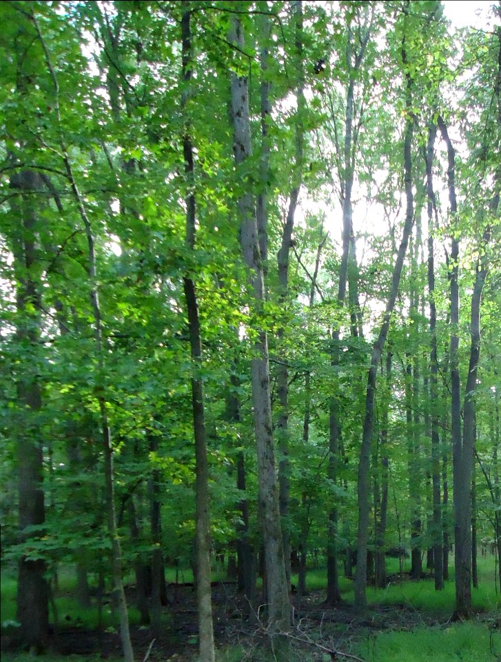 Berkeley Heights NJ woods