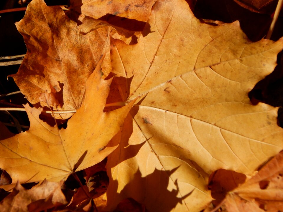 Leaves autumn golden leaves