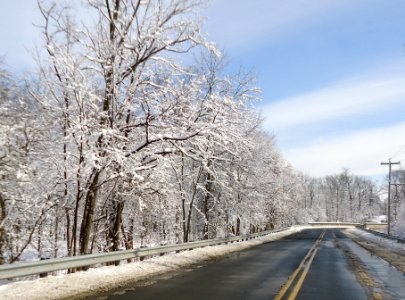 Berkeley Heights NJ winter scene trees and road and telephone poles photo