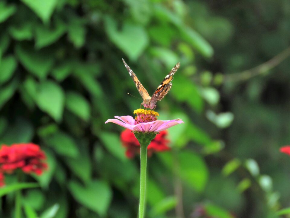Butterfly flower garden tropical butterfly