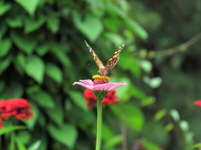 Butterfly flower garden tropical butterfly