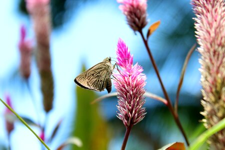 Outdoors summer garden photo