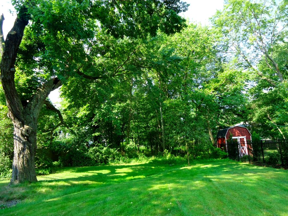 Berkeley Heights NJ woodsy area near center of town