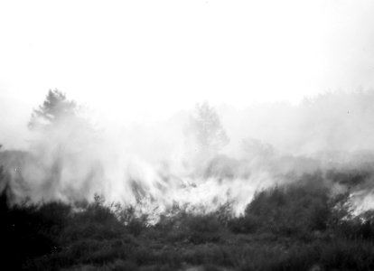 Bosbouw, bosbrand, Loenen aan de Vecht, Bestanddeelnr 194-0628