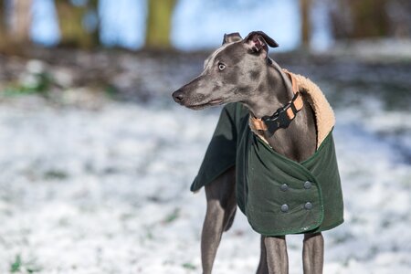 Whippet dog cold