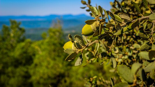 Leaf outdoors fruit