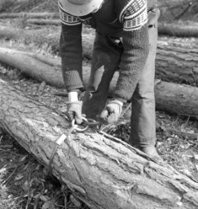 Bosbewerking, boomstammen, arbeiders, kabels, vastbinden, Bestanddeelnr 253-6136