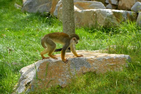 Wildlife yellow zoo photo