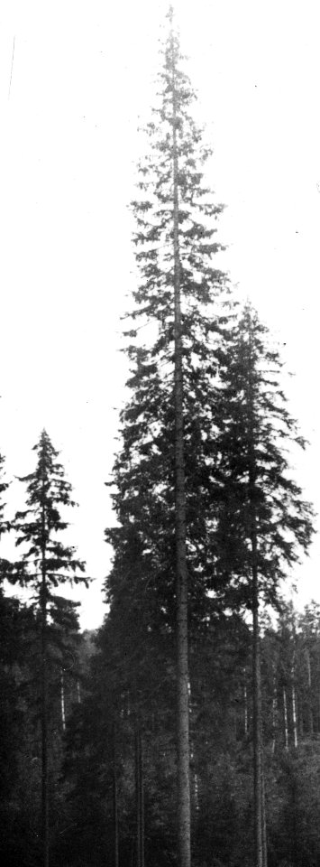 Bosbouw, buitenland, klimaat, grond, elitespar, Bestanddeelnr 194-1315