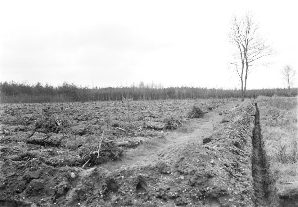 Bosbescherming, vanggreppels, uitgelegde takkenbossen, grote dennensmintkever, Bestanddeelnr 165-0492