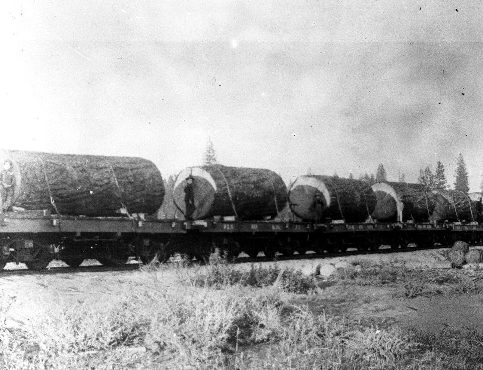 Bosbouw, houtkap en vervoer, douglas, Amerika, Bestanddeelnr 193-0721
