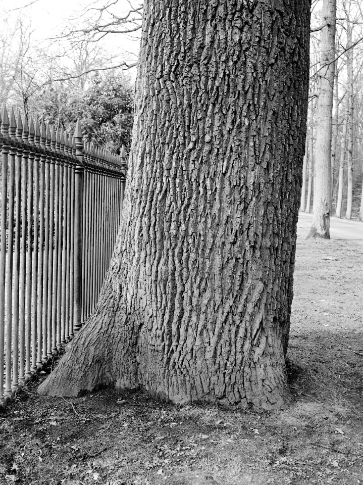 Bomen, landgoed, Eik, Bestanddeelnr 192-0432