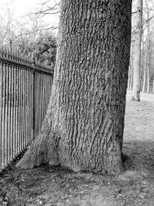 Bomen, landgoed, Eik, Bestanddeelnr 192-0432