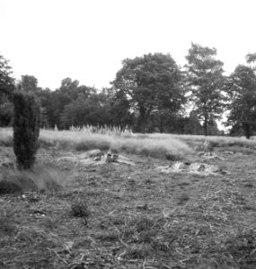 Bomen, grassen, landschappen, Bestanddeelnr 253-6251
