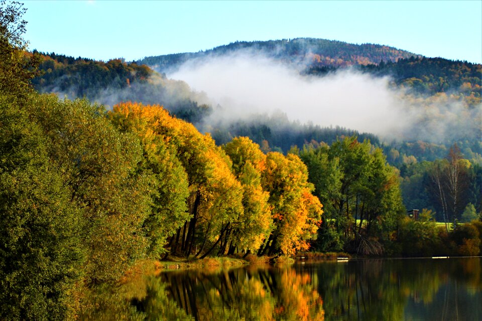 Deciduous forest leaves golden autumn