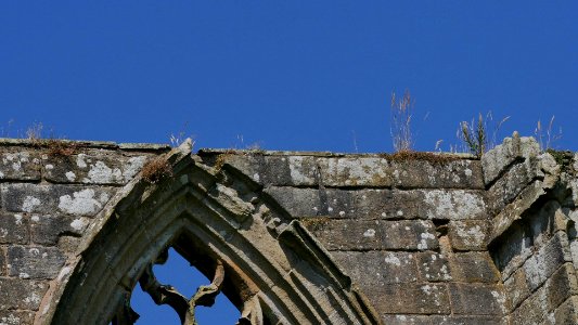 BoltonAbbeyPflanzenH6a