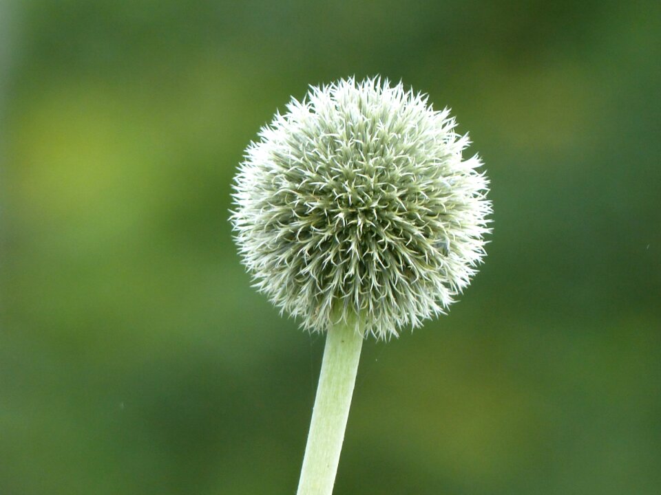 Nature summer green