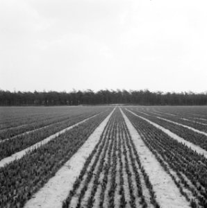 Bosaanleg, kwekerijen, oostenrijkse den, Bestanddeelnr 250-8248