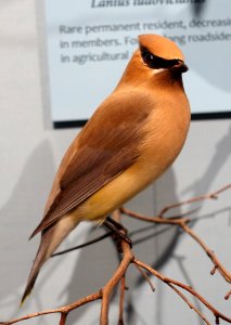 Bombycilla cedrorum specimen, National Museum of Natural History, United States - DSC00408