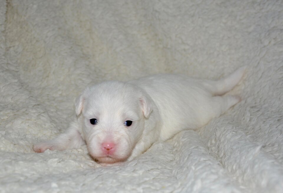 White fur animal domestic