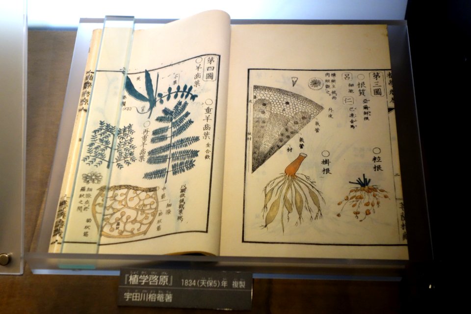 Botanical book, 1834 - National Museum of Nature and Science, Tokyo - DSC07197