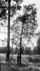 Bosbouw, buitenland, klimaat, grond, eliteberk, Bestanddeelnr 194-1308