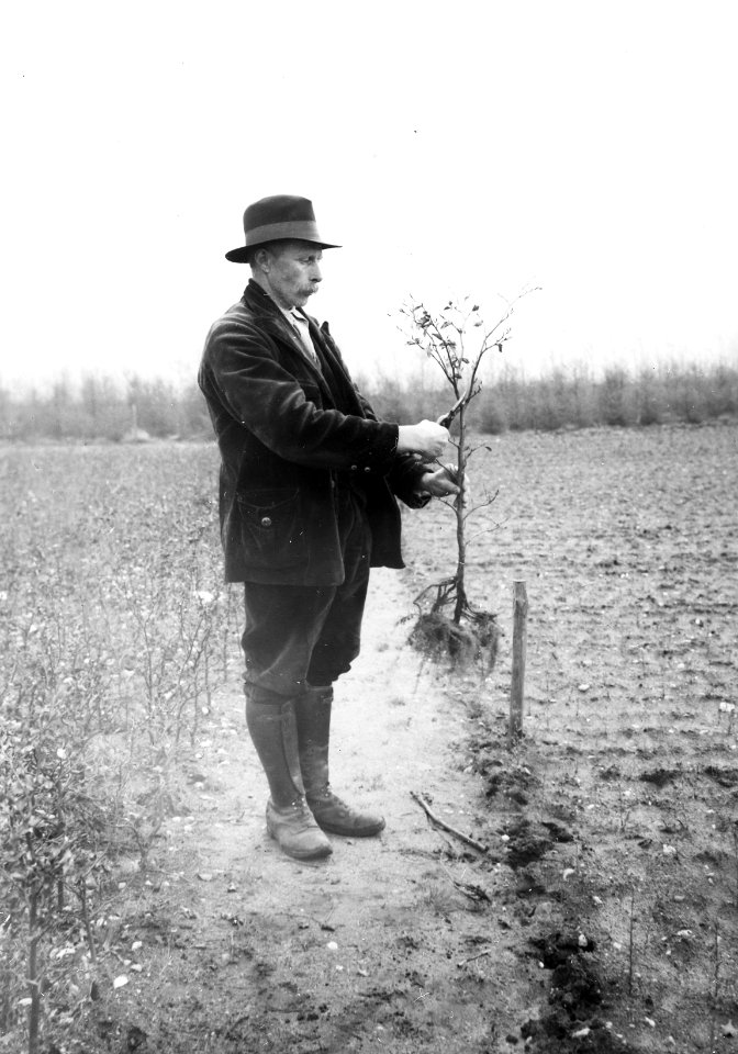 Bosbouw, kwekerijbedrijf, heester (beuk), Bestanddeelnr 193-1003