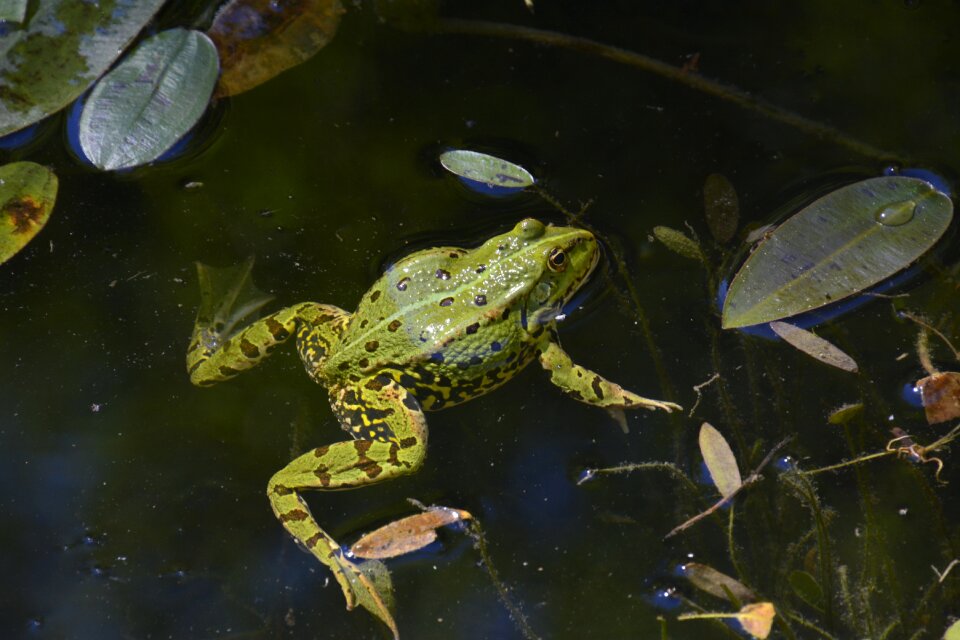 Water frog amphibians green nature photo